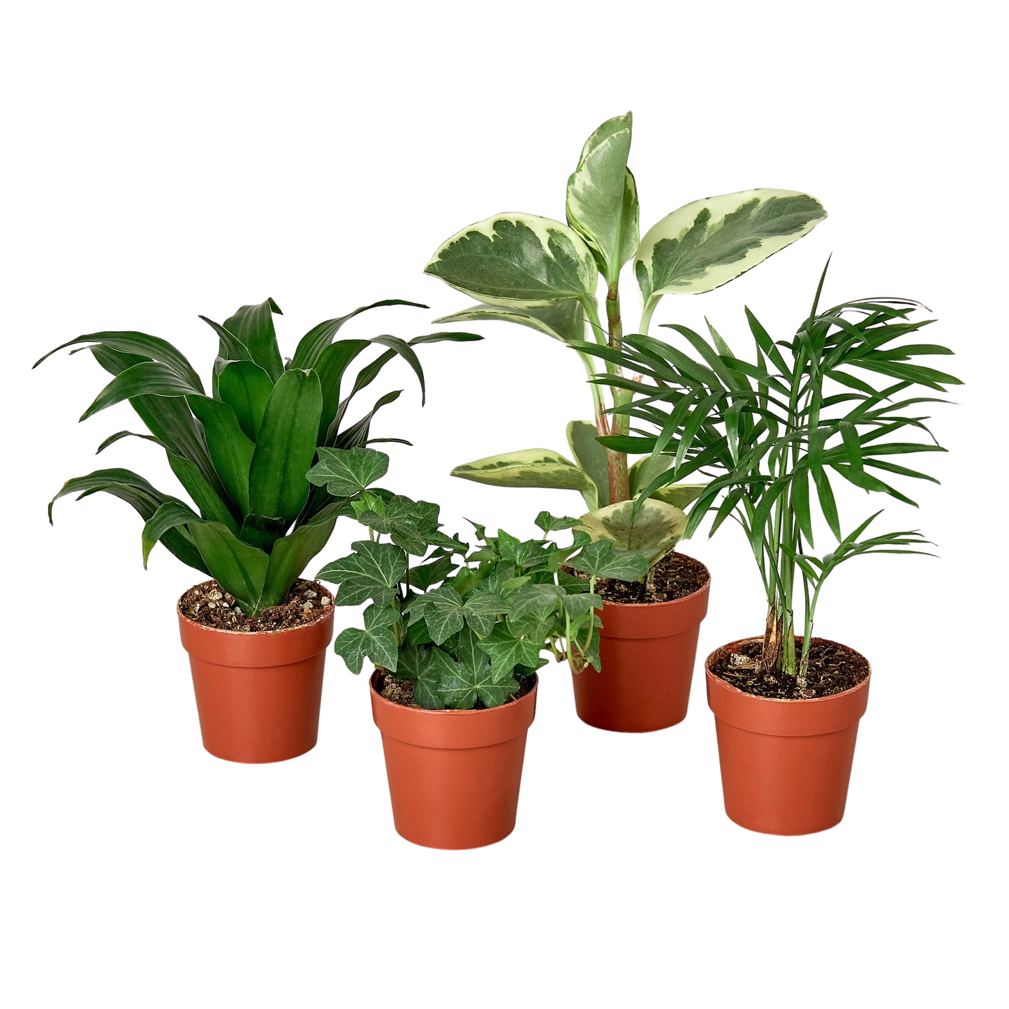 Variety Pack - 2" Tropical Plant Variety Bundle Green Memento