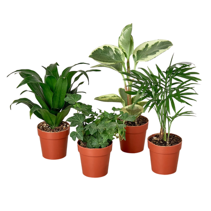 Variety Pack - 2" Tropical Plant Variety Bundle Green Memento