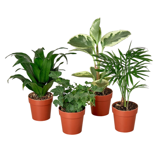 Variety Pack - 2" Tropical Plant Variety Bundle Green Memento