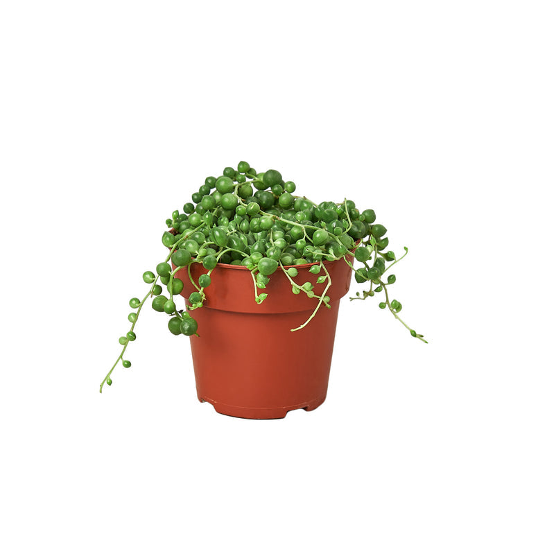 Succulent - String of Pearls Green Memento