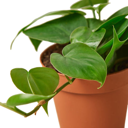 Philodendron - Heartleaf Green Memento
