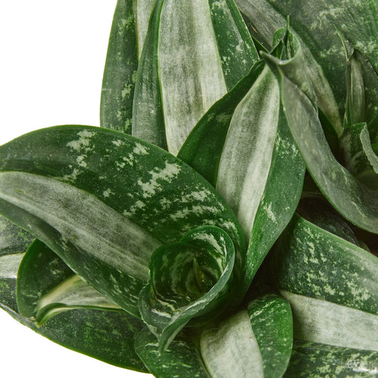 Snake Plant - Silver Streak Green Memento