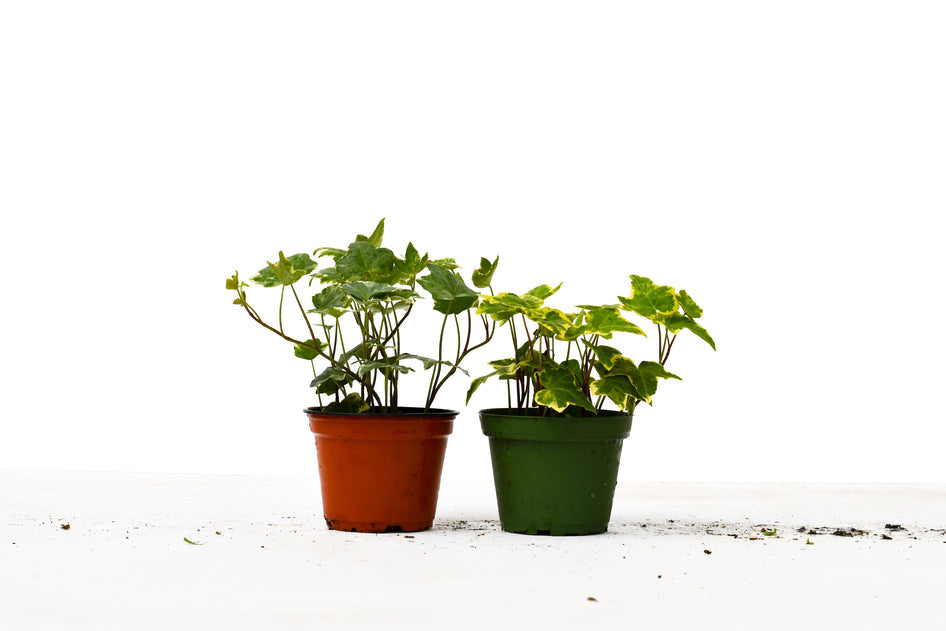 Variety Pack - 4" Ivy Plants - 2 pc. + FREE Caring Guide Green Memento