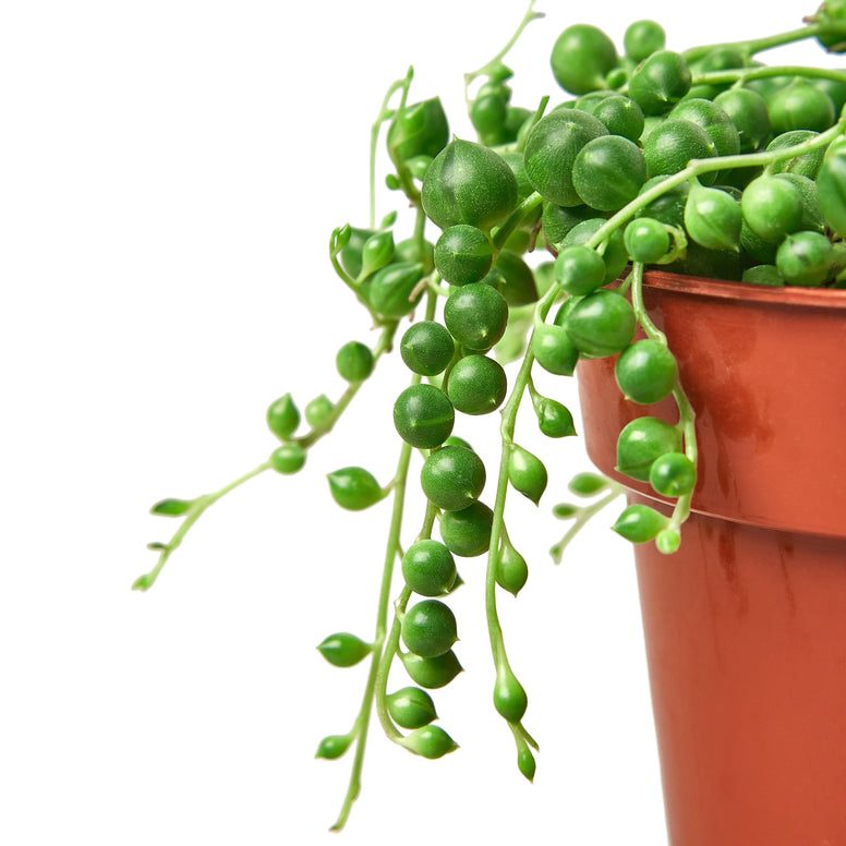 Succulent - String of Pearls Green Memento