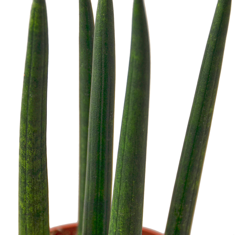Snake Plant- Cylindrica Green Memento
