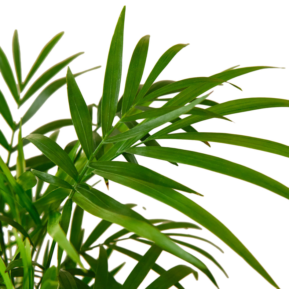 Palm Plant - Parlor Green Memento
