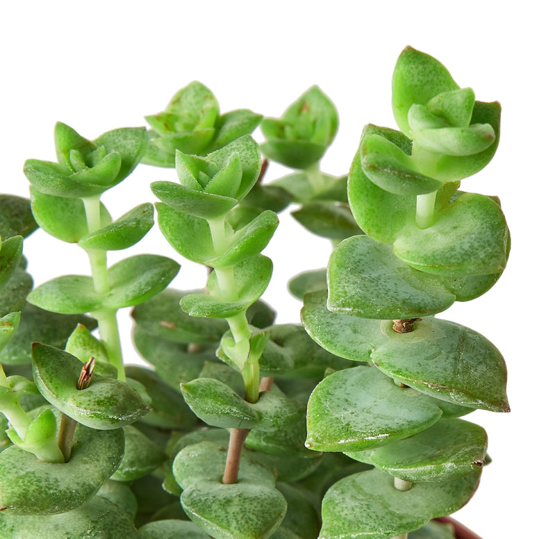 Succulent - Jade Necklace Green Memento