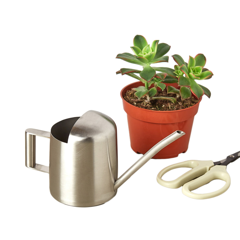 Small Stainless Steel Watering Can Green Memento
