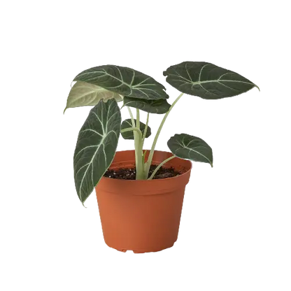 Alocasia Black Velvet - Exotic Velvet Leaf Plant for Lush Indoor Elegance Green Memento