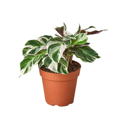 Calathea - Ivory Fusion: Striking White Blend for Elegant Indoor Decor Green Memento