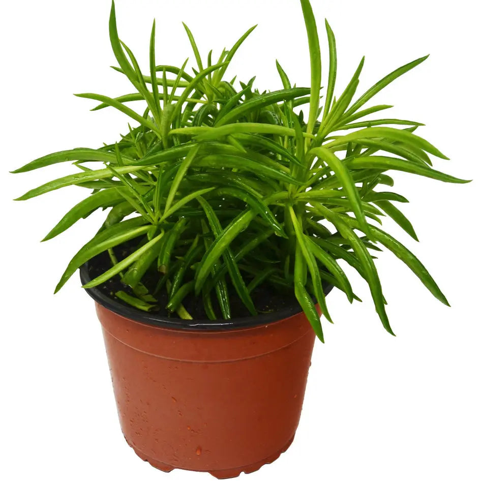 Happy Bean Plant - Peperomia Ferreyrae Green Peperomia for Vibrant Indoor Decor Green Memento