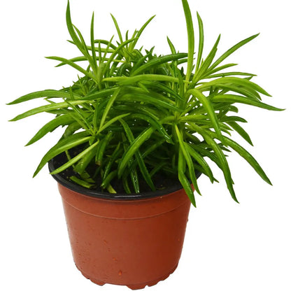 Happy Bean Plant - Peperomia Ferreyrae Green Peperomia for Vibrant Indoor Decor Green Memento