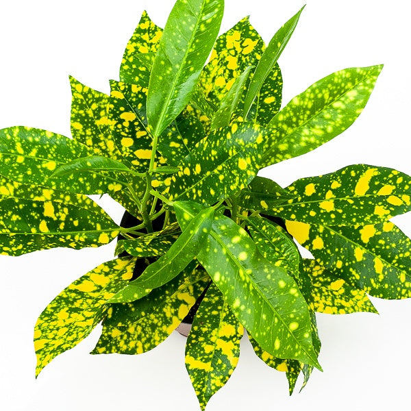 Croton - Gold Dust Green Memento