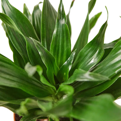 Low-Maintenance Janet Craig Dracaena Compacta Plant for Indoor Air Purification Green Memento