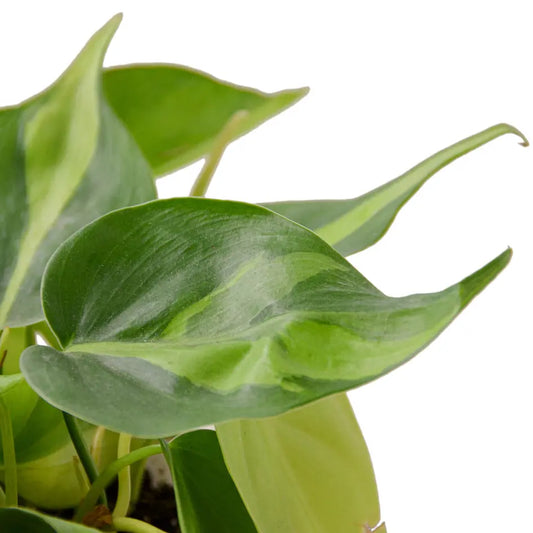 Lush Greenery: Easy-Care Philodendron Brasil Houseplant for Vibrant Indoor Spaces Green Memento
