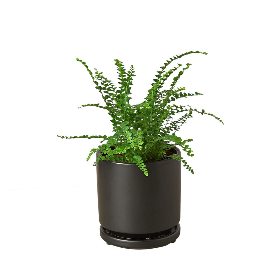 Fern- Lemon Button Green Memento