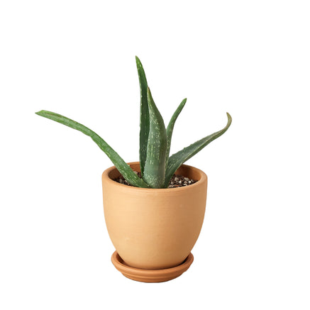 Succulent - True Aloe Green Memento
