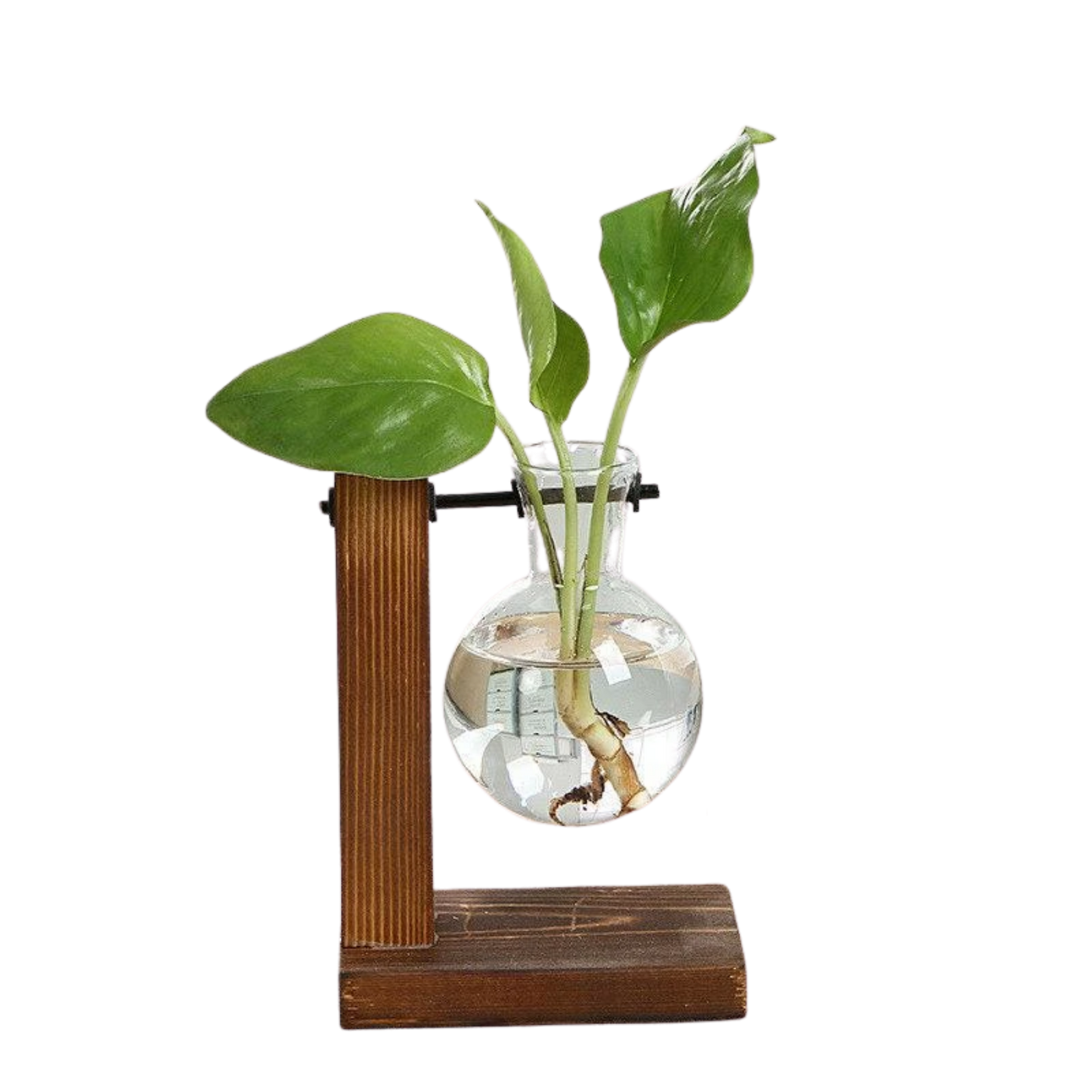 Hydroponic Vintage Vase Green Memento