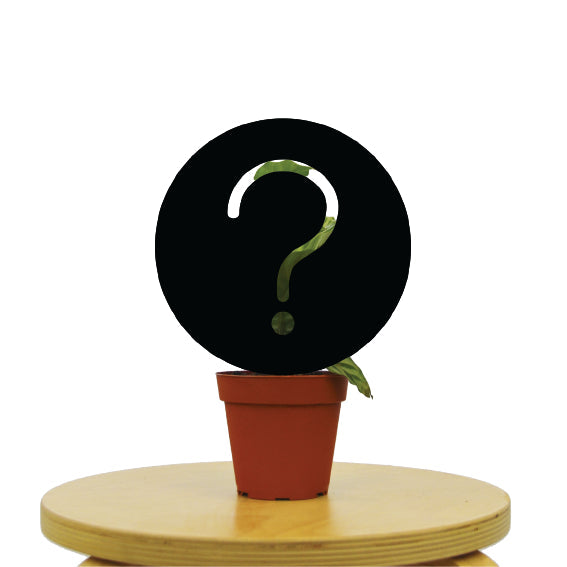 Mystery 4" Pot - Random House Plant - B Grade Green Memento